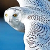 Snowy Owl Puzzle