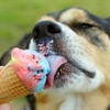 Puppy Loves Ice Cream Puzzle