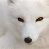 White Fox Puzzle