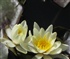 waterlily1 Puzzle