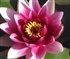 waterlily2 Puzzle