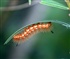 caterpillar In January Puzzle