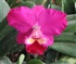 Orchid Puzzle