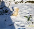 Teddy in the snow Puzzle