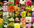 Flower Collage Puzzle