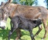 cute donkeys try this Puzzle