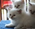 Cute Kittens Puzzle