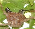 Humming bird nest