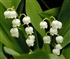 lily of the valley Puzzle