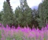 fireweed in bloom Puzzle
