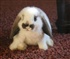 adorable bunny Puzzle