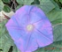 Violet Flower Puzzle