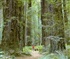 avenue of the giants Puzzle