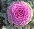 Ornamental Cabbage Plant Puzzle