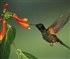 hummingbird Puzzle
