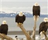 Alaskas Bald Eagles Puzzle