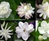Jasmine varieties Puzzle