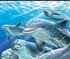 dolphins Puzzle