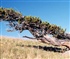 Bristlecone Pine Tree Puzzle