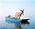 Donkey On Boat Puzzle