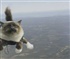 Skydiving cat Puzzle