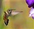 Hummingbird Paradise Puzzle