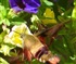 Hummingbird Moth Puzzle
