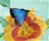Blue Butterfly Puzzle