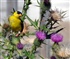 Finch in Thistle