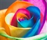 Rainbow Rose Puzzle