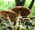 Giant Mushrooms Puzzle