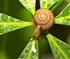 snail green