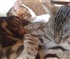 Two Bengal cats Puzzle
