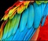 Coloured feather or two Puzzle