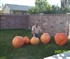 Giant Pumpkins Puzzle