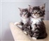 two kittens Puzzle