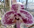 Orchid Puzzle
