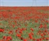 Tulips in the steppes of Kazakhstan Puzzle