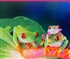 Frogs Puzzle