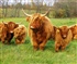 Highland cattle Puzzle