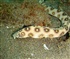 Serpentine Dore Sharptail eel Puzzle