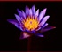 Lotus Flower Puzzle