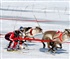Reindeer racing Puzzle