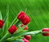Tulips in the rain Puzzle