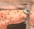 Mosquitoes Puzzle
