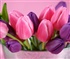 beautiful tulips Puzzle