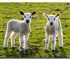 Spring lamb Puzzle
