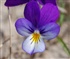 Viola Tricolor latin name Puzzle