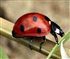 Seven spot ladybird