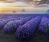 Lavender fields Puzzle